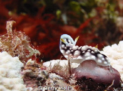 Nudibranch posing for the camera by Gerry Wolf 